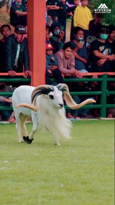 adu mekanik DOMBA GARUT GAGAH KASEP #dombagarut #shorts #viralvideo #dombagarutkontes