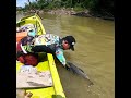 Pesca en el Guaviare #ColombiallanoyPesca