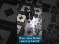 Simba's anticipation and excitement: funny and cute dog clips 🐶