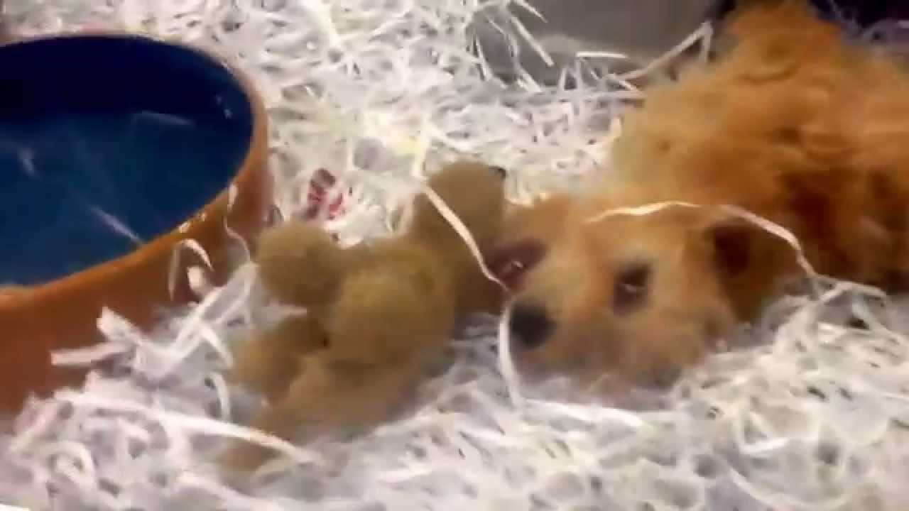 kellyville pets turtles