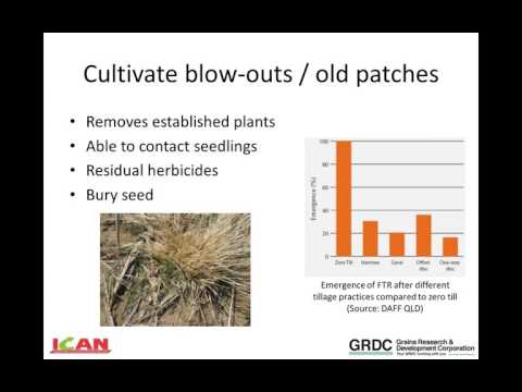 Vídeo: Eriophorum Cotton Grass: Informações sobre o algodoeiro comum