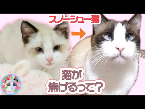 スノーシューの子猫は焦げながら成長するって知っていますか？ Snowshoe cat breed