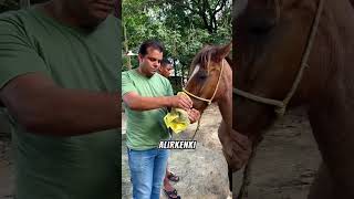 Atlarda Akciğer Testi Nasıl Yapılır?