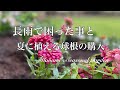 《ガーデニング》長雨で困った事と夏に植える球根の購入品紹介