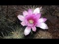 OBSERVANDO LA FLORA Y PAISAJES DEL DESIERTO DE SONORA