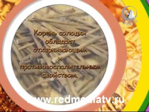 ძირტკბილა, Солодка голая,  Лакрица,  Glycyrrhiza glabra