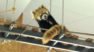 : 2020, July. Red Panda Gin Part2 at Maruyama Zoo