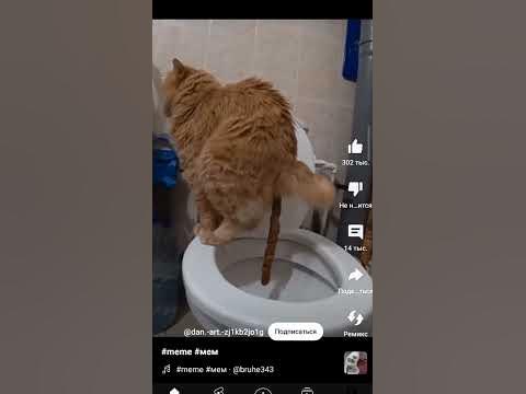 кот какает в туалете #кот - YouTube