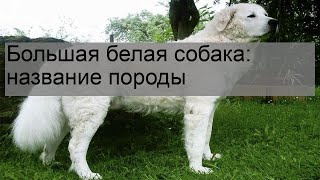 Большая белая собака: название породы