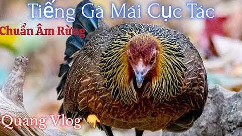 Tiếng Gà Mái Rừng | Cục Tác | Âm Thanh Chuẩn