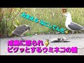 4K30p Panasonicデジタル4KビデオカメラWXF990M撮影映像 成鳥に怒られ⚡ビクッとするウミネコの雛　おまえら なにしてんだ⚡