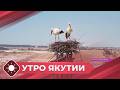 Утро Якутии: Гнездовище аистов (21.04.26)
