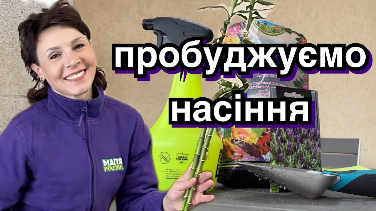 Пробуджуй насіння. Стратифікація лаванди. Сіянці хвойних.