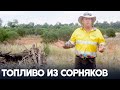 Электричество из инвазивного кустарника будут получать в Австралии