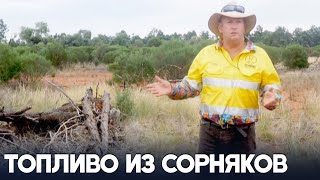 Электричество из инвазивного кустарника будут получать в Австралии