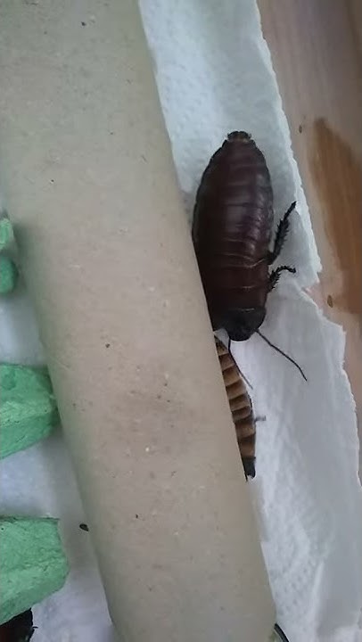 Wide horn hissing cockroach for sale
