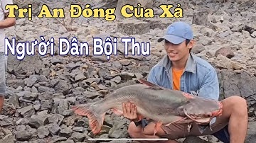 Đập Trị An Đóng Của Xả , Người Dân Xuống Bắt Cá Đông Như Hội