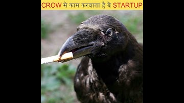 CROW से काम करवाता है ये STARTUP | crowded cities startup #shorts