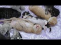The kitten video that broke the internet - Starring Cheddar and Aura - TinyKittens.com