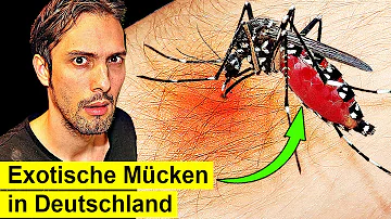 Welche Mücken in Deutschland sind gefährlich?