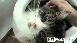 Cat-Sized Tub - PetTube by PetTube - Planet's Funniest Animals 815 views 8 years ago 31 seconds