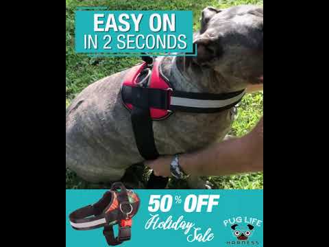 pug life store harness