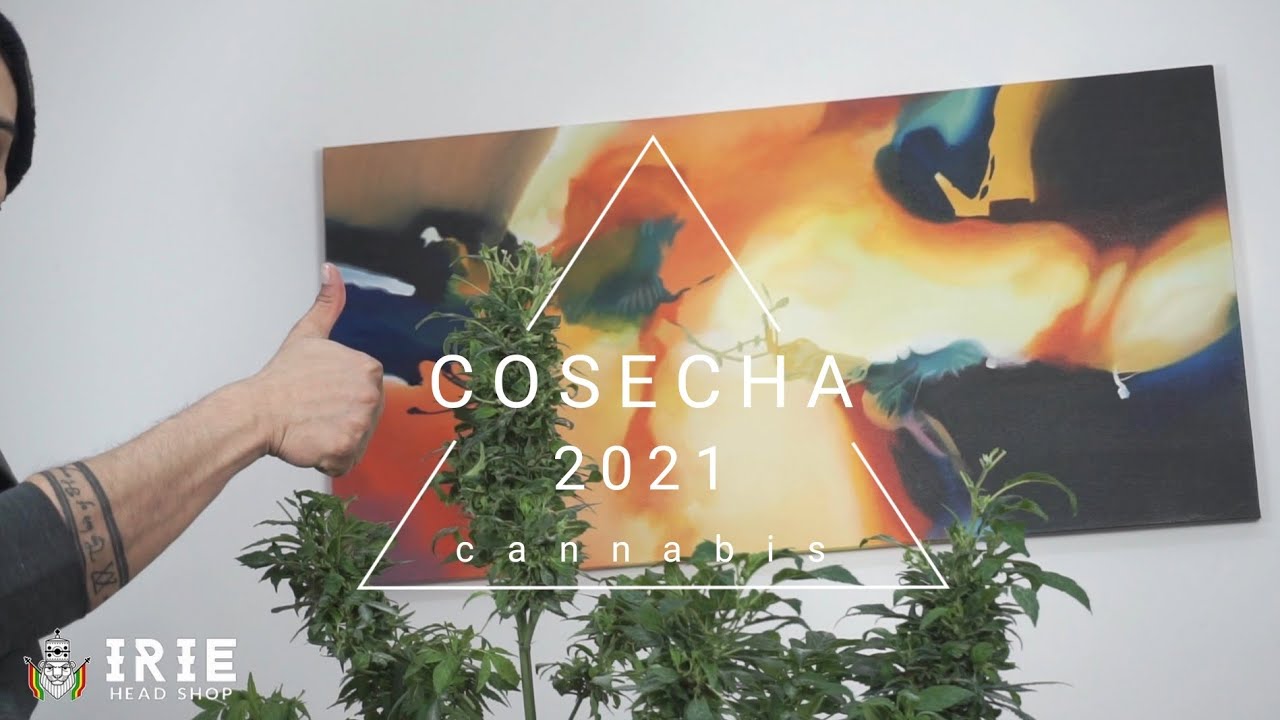 Cosecha o recolección de flores de cannabis (Marihuana)