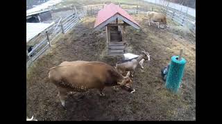 Woman sits down to take a break and all the animals come to check on her!