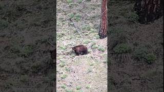 Spring Bear fun. Download the ShotCentral app today. #hunting #bear #shorts @nebomtm_hunting