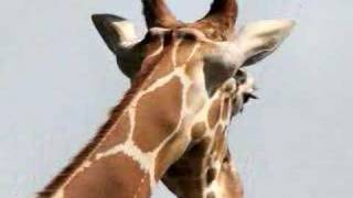 Creation vs. Evolution: The Amazing Giraffe