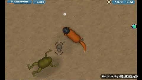 Tasty planet forever Dingo