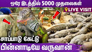 முதலை இதெல்லாம் பண்ணுமா ? வியக்க வைக்கும் தகவல்கள் | Live Visit to Madras Crocodile Bank