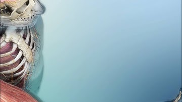 Nervous System: Learn@Visible Body