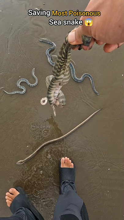 Risky Rescues: Saving Venomous Sea Snakes from Shore 😱