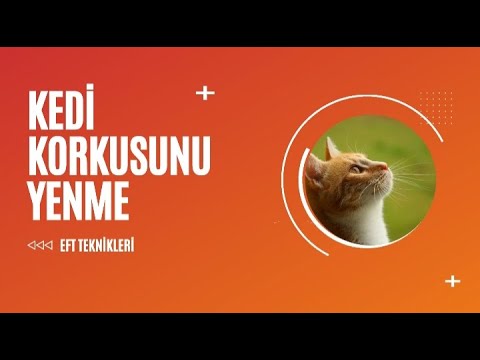 Kedi Korkusu Yenme Eft Emotional Freedom Tecnique Terapisi Youtube