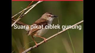 suara pikat burung ciblek gunung ampuh,,