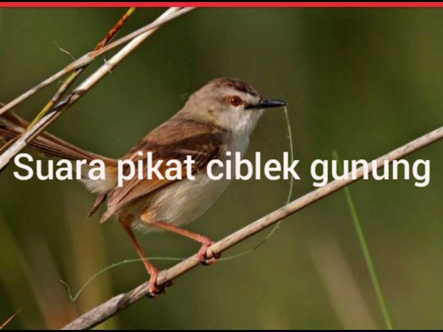 suara pikat burung ciblek gunung ampuh,, class=