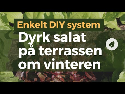 Video: Salat. Udendørs dyrkning