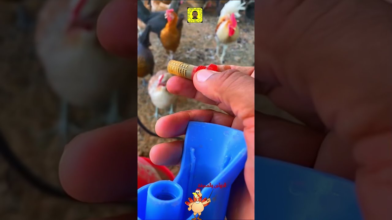 يومياتي في المزرعة/صيانة سقايات مياه الدجاج