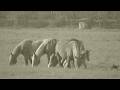 horses of the La Mandria Natural Park year 2016.