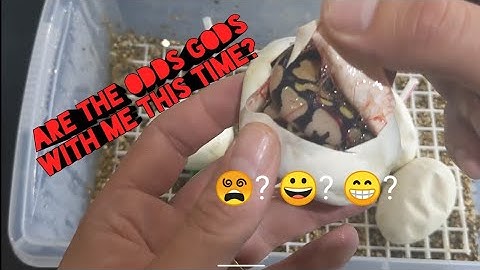 Clutch #4 for 2020 ball pythons egg cutting IVORYS!??