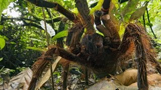 La Tarántula Goliath, la Gigante entre las Arañas