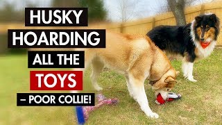 Husky Playing & Hoarding All the Toys – Poor Collie! by Our Fuzzy Pals 1,079 views 5 years ago 2 minutes, 36 seconds