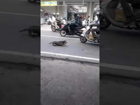 Video: Apa Gusi Hitam di Atas Gigi di Anjing Berarti?