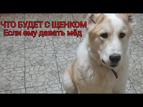ЧТО БУДЕТ ЕСЛИ ЩЕНКУ ДАВАТЬ МЁД.