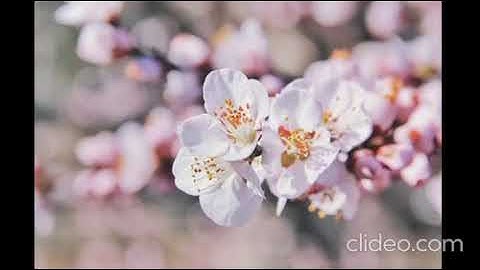 المصحف المعلم مشارى راشد ترديد اطفال جزء عم سورة الشمس