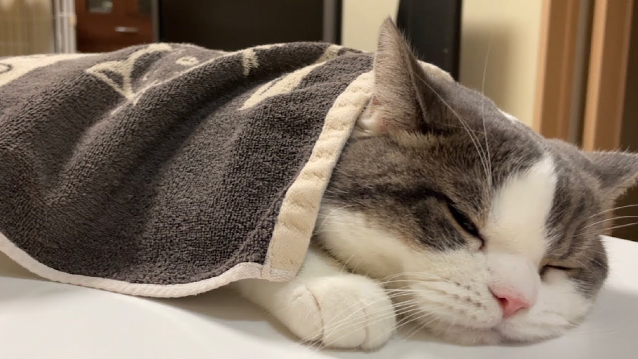 Angel 163 ネズミのおもちゃを食べちゃった猫のたまちゃん Youtube