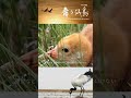 オグロヅルのヒナの温かな「新しい羽衣」 | iPanda パンダ楽園 #shorts