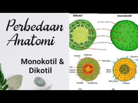 Video: Perbedaan Antara Daun Monokotil Dan Dikotil