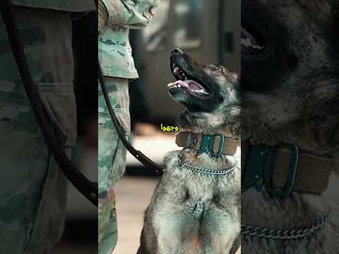 هل نفدت الأسلحة لماذا يستخدم الروس الخيول في حرب أوكرانيا 